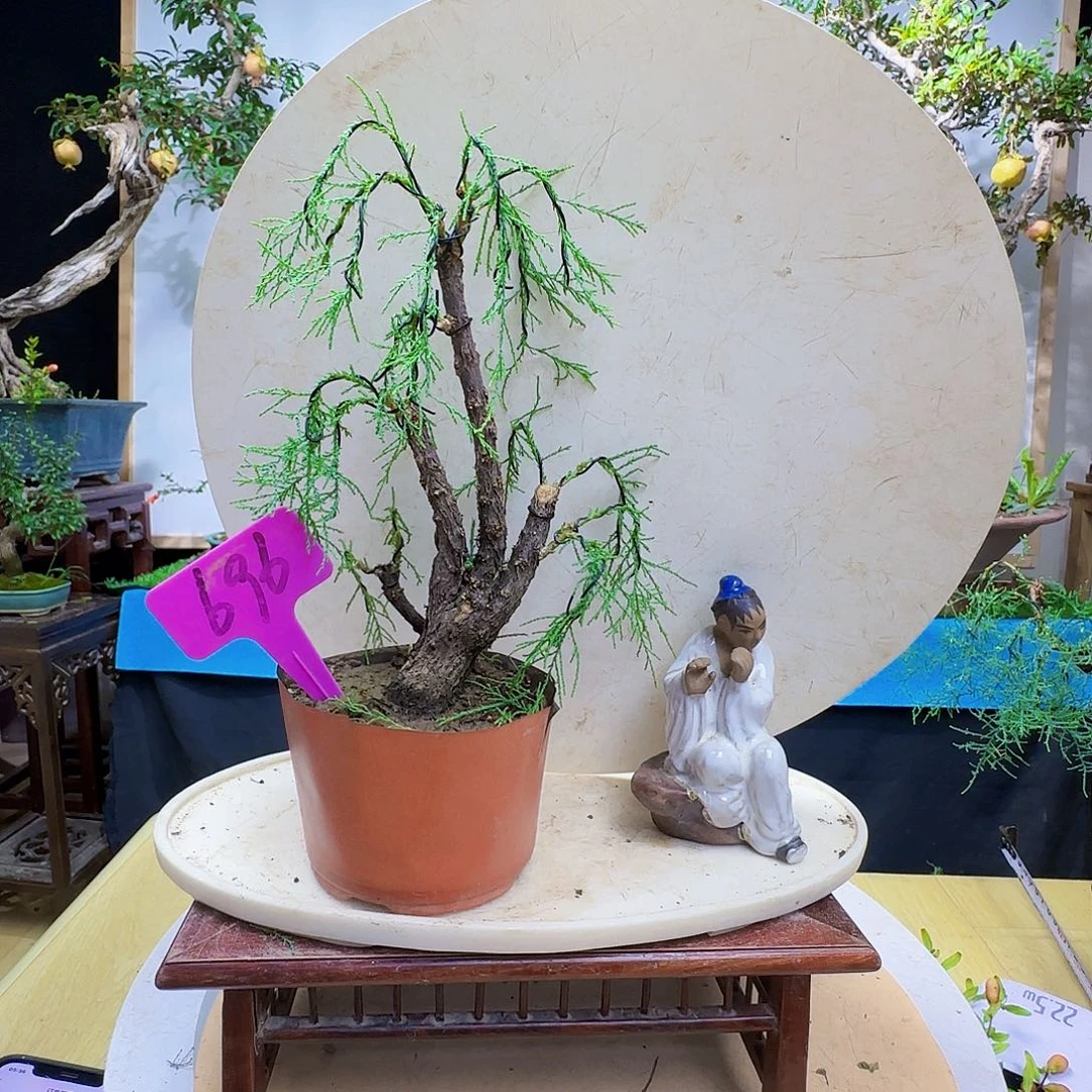 大***海无花朵三春柳柽柳风格干活季军看