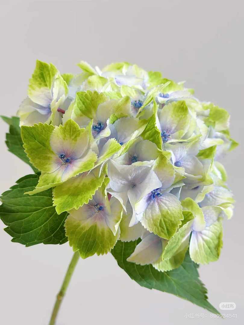 【绣球】柠檬吻 任拍绣球三单包顺丰快递鲜切花一支装家居花店