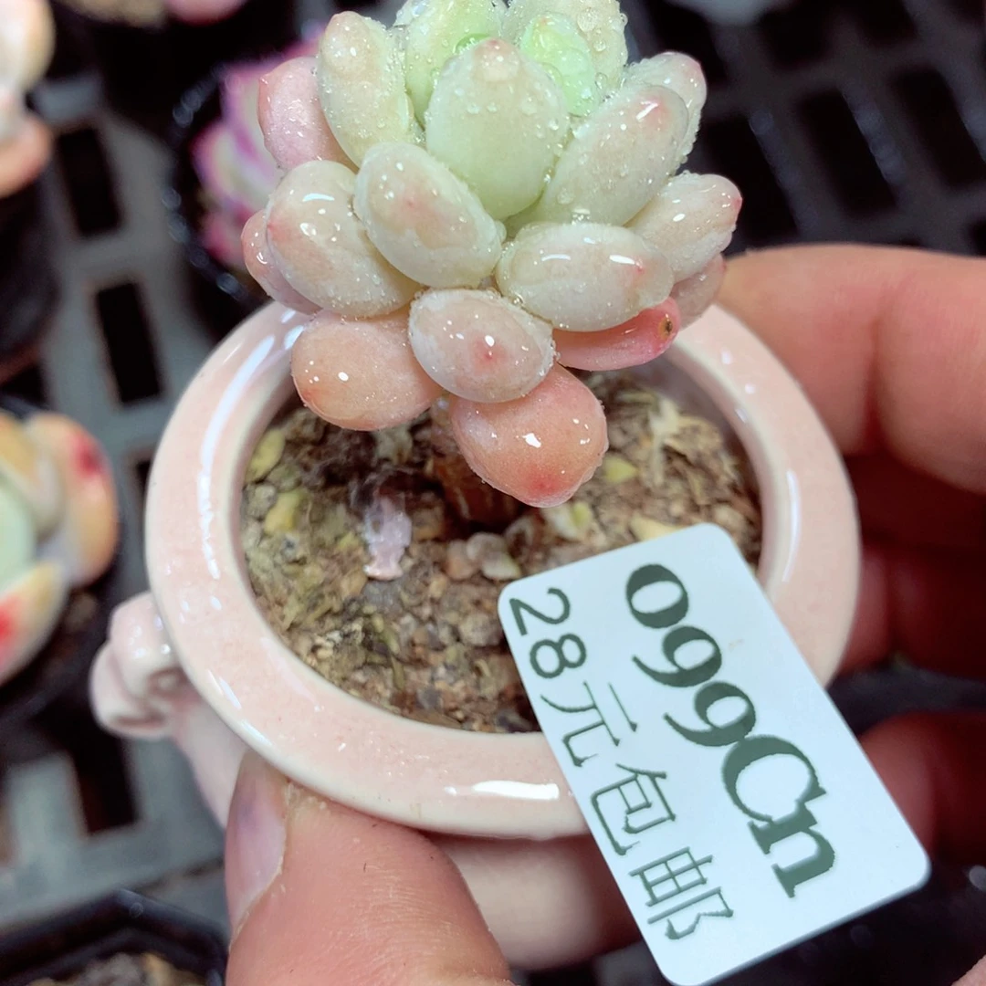 5厘米盆精控多肉099