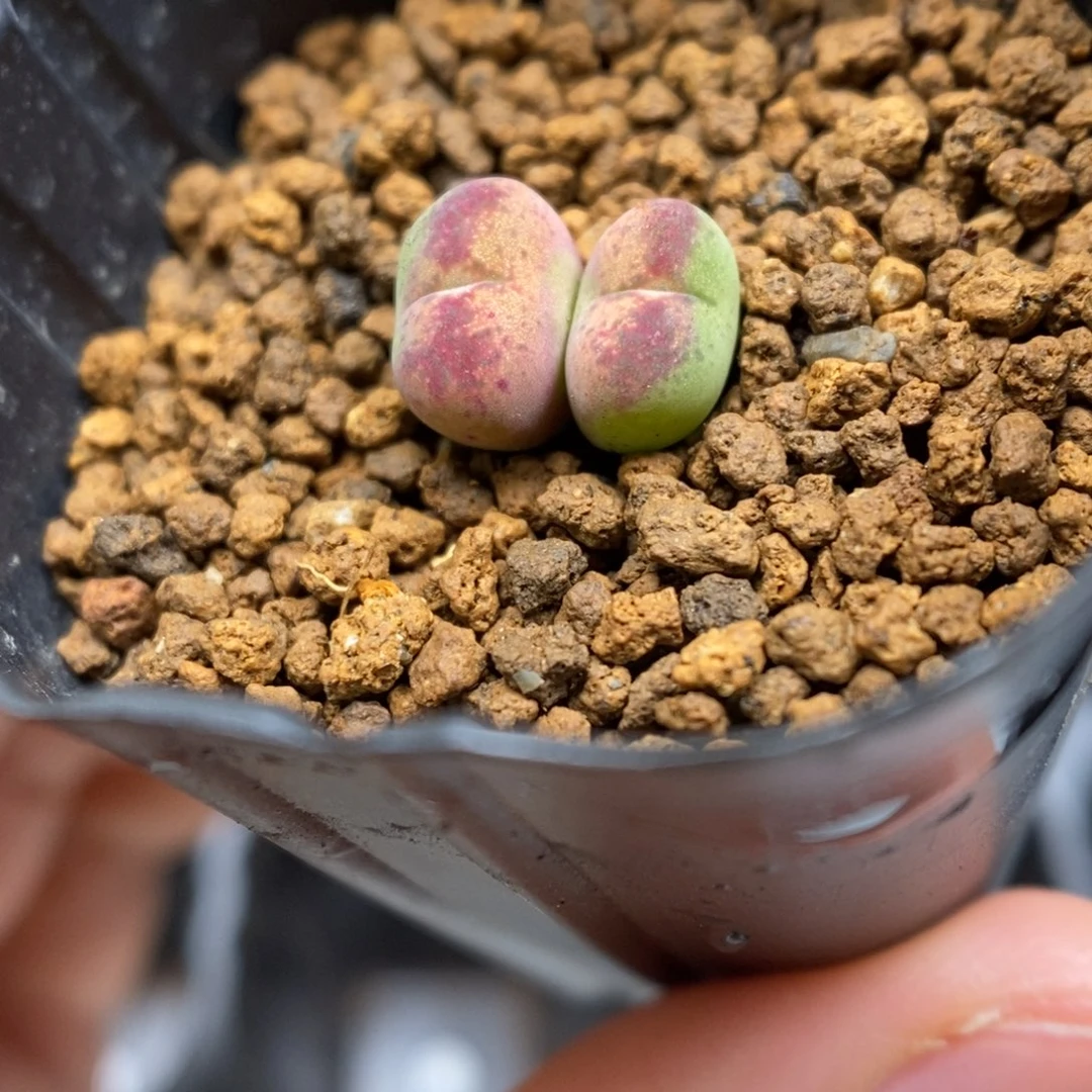 多肉植物肉锥杂交K-6664