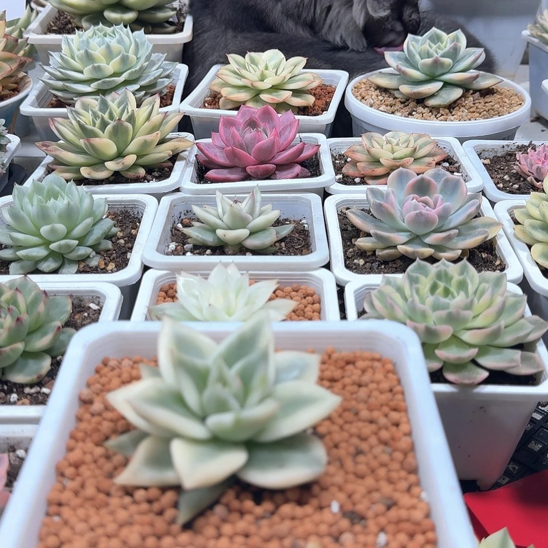 抖***9东云侧芽超级福利