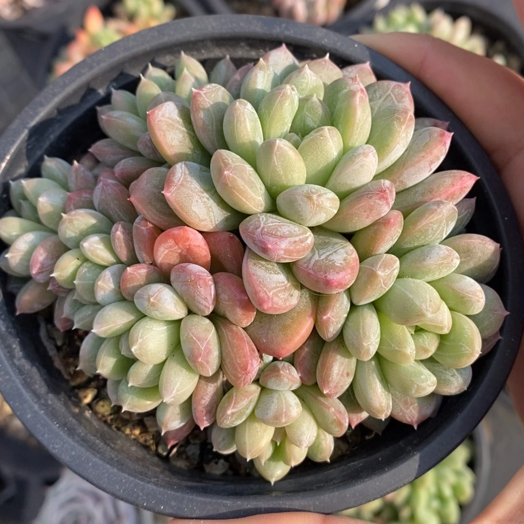 百达翡翠一物一拍