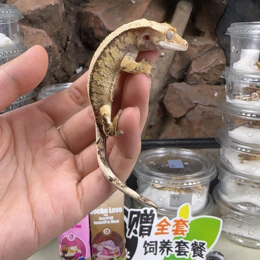 o***_睫角守宫直线奶油