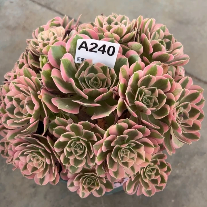 240妖月22厘米左右半木