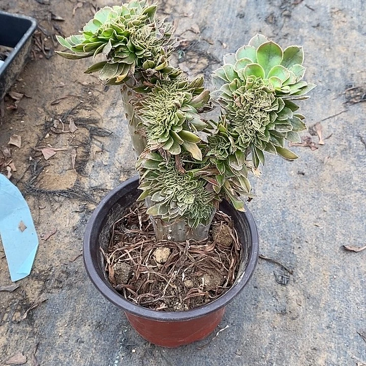 原始绿缀19多肉植物保护法师
