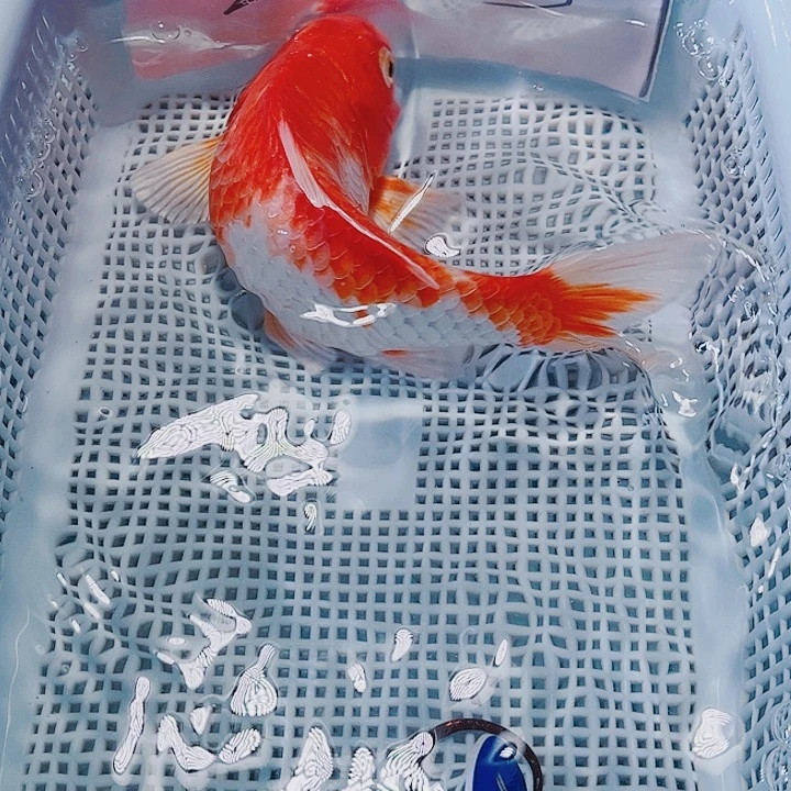 海水鱼锦鲤观赏鱼13