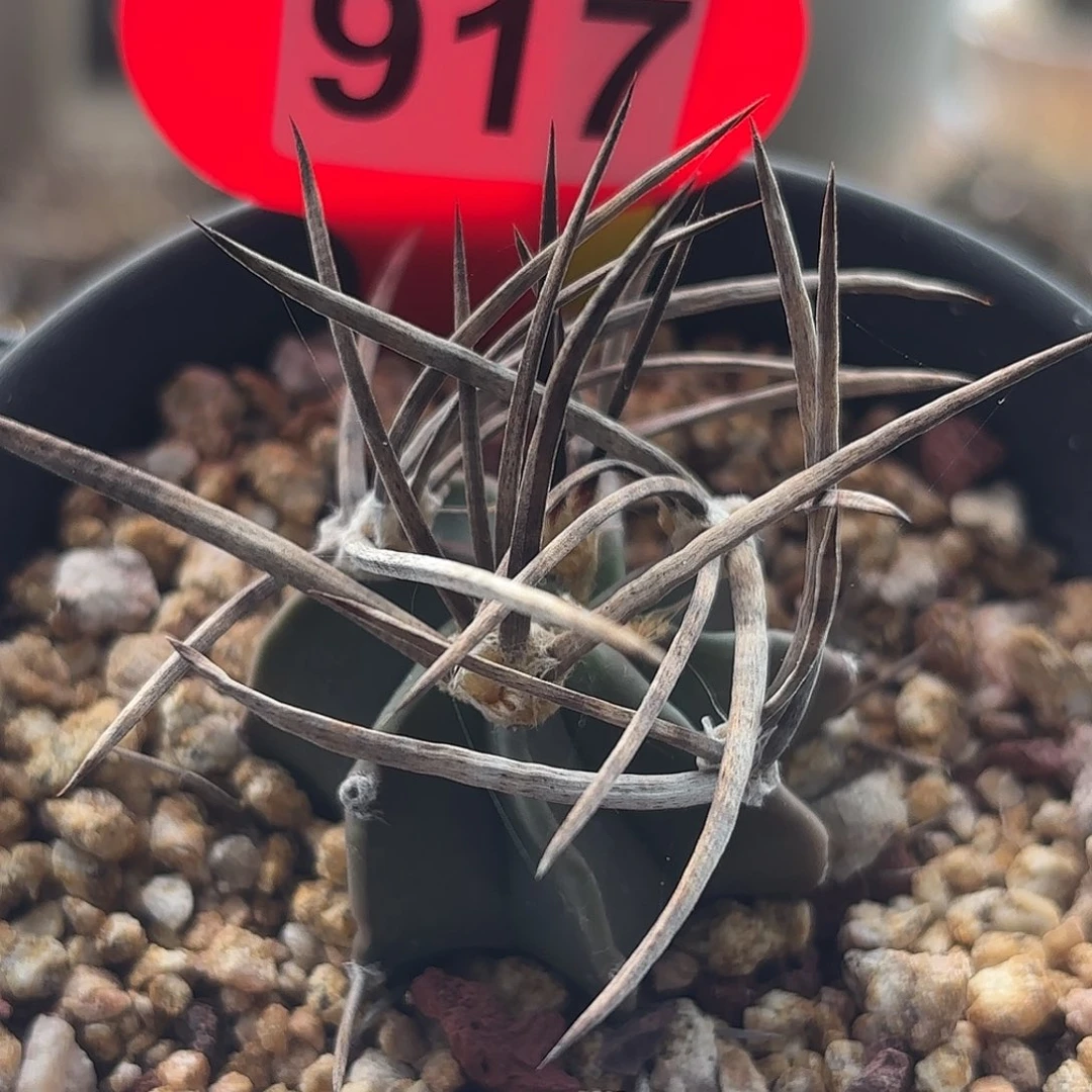 仙人球实生水牛角