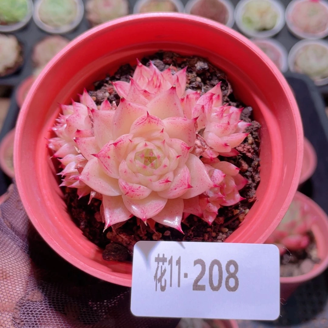 花利美11-208麦秆