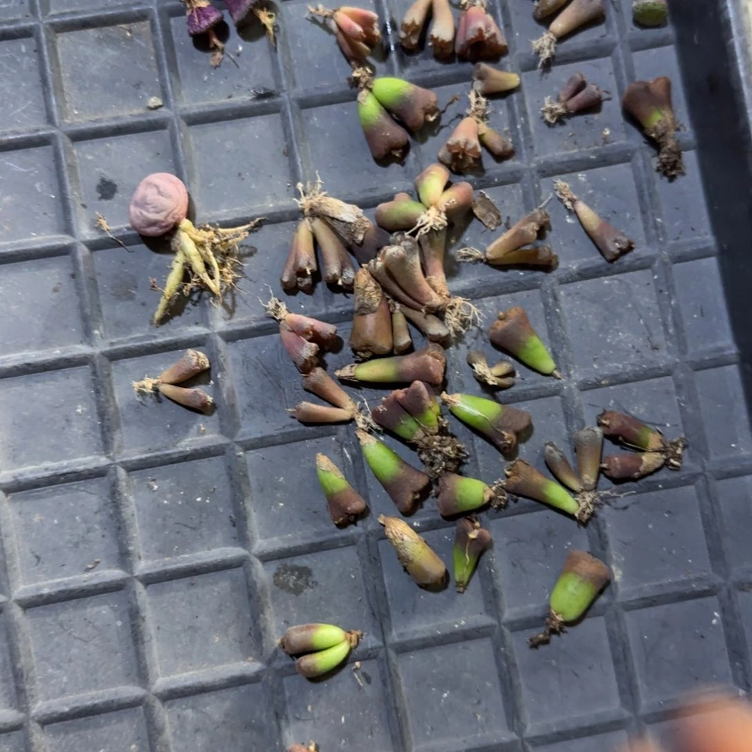 新手勋章一大盆多肉