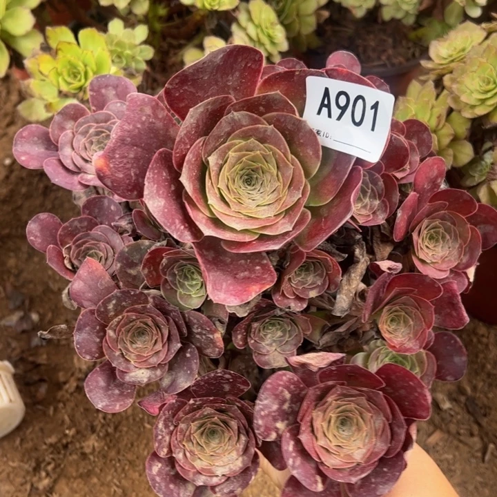 魅金玫瑰多肉植物901.