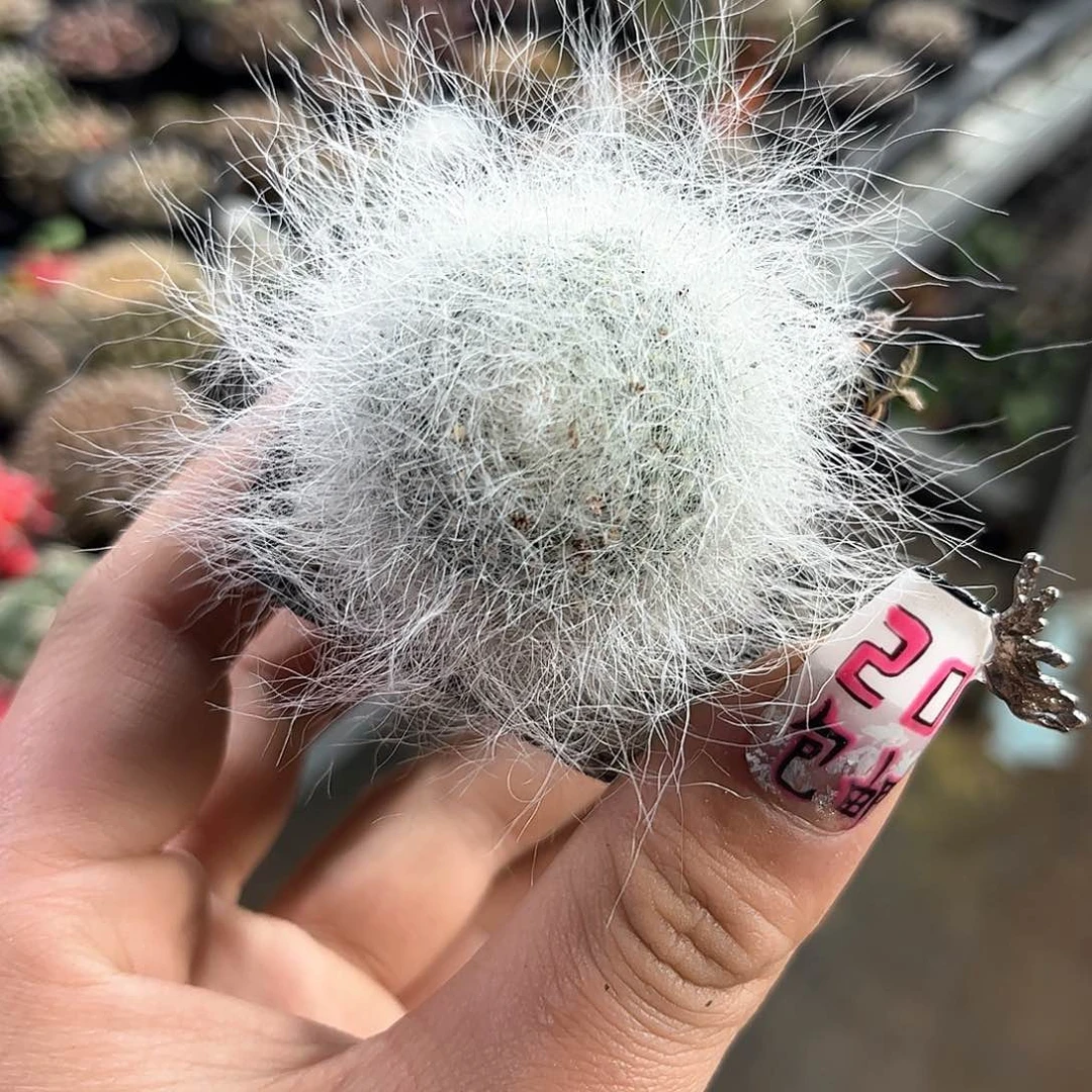 单头雪原玉翁单头发货有根