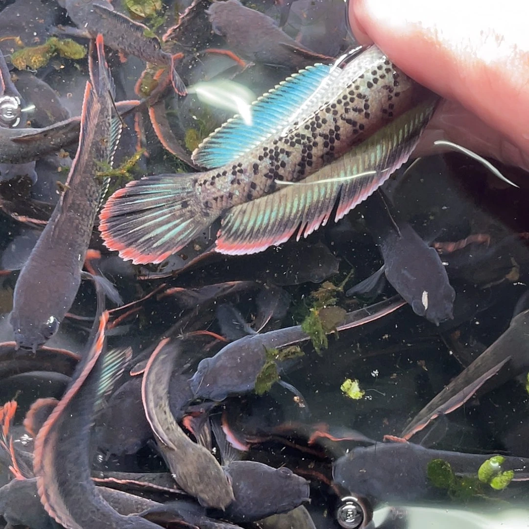 雷龙鱼精选鬼王牛逼货