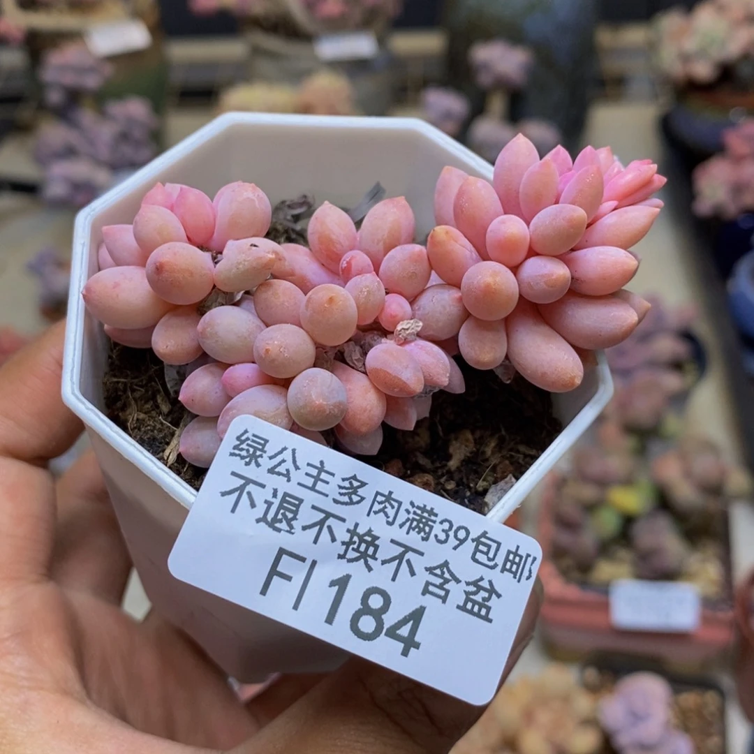 184婴儿手指多肉4cm