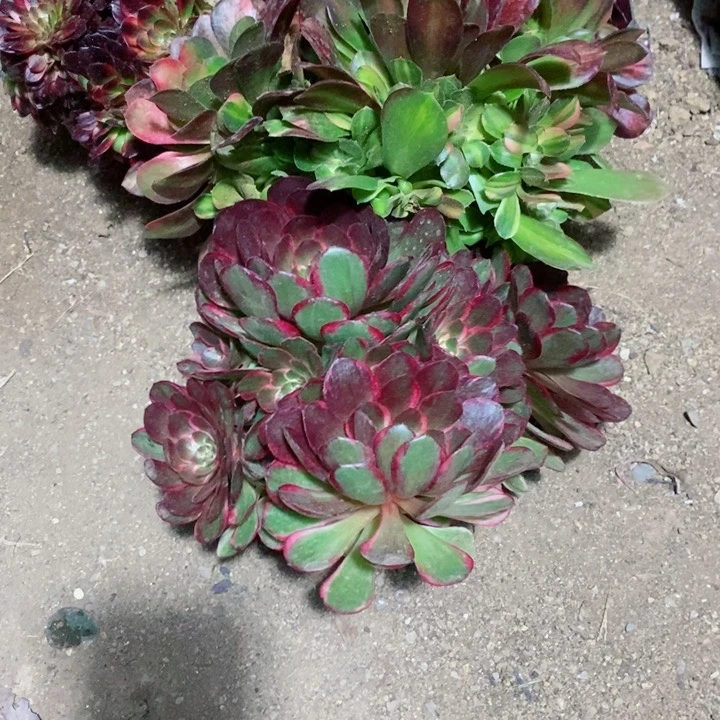 一*一组合多肉植物保护