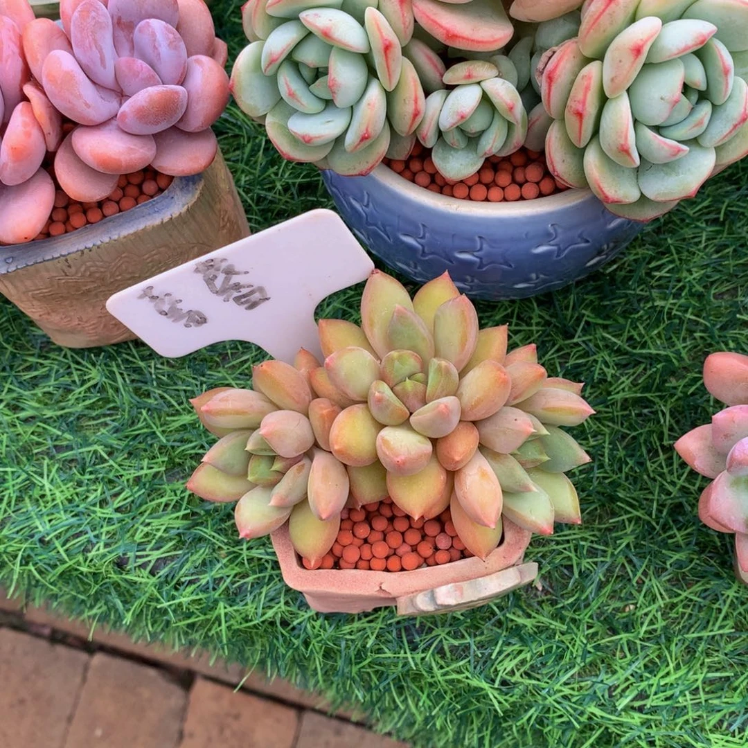 喵***~红象牙多肉植物6373737373