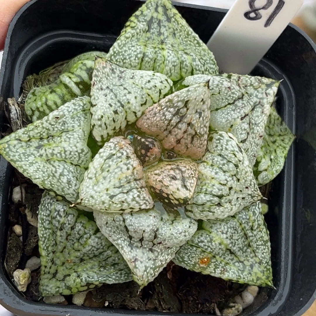 81迷雾白银福利专场