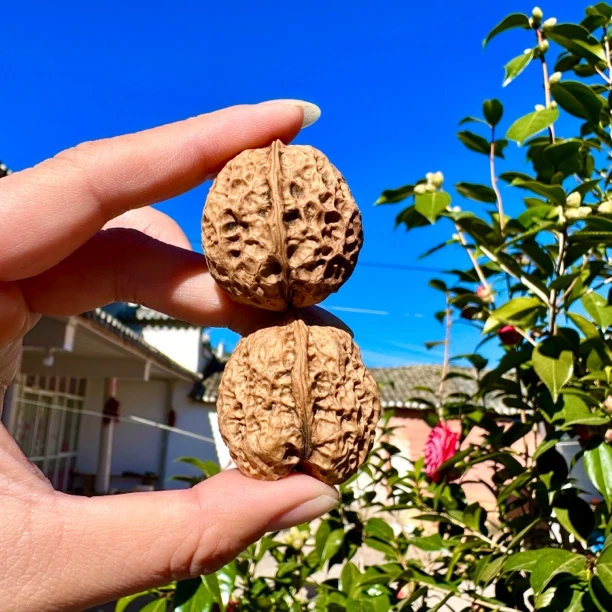 大理纸皮核桃干核桃25年新货薄皮酥香脆爽农家种植现摘现发