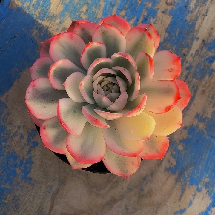 粉水晶哦哦哦哦哦哦哦哦