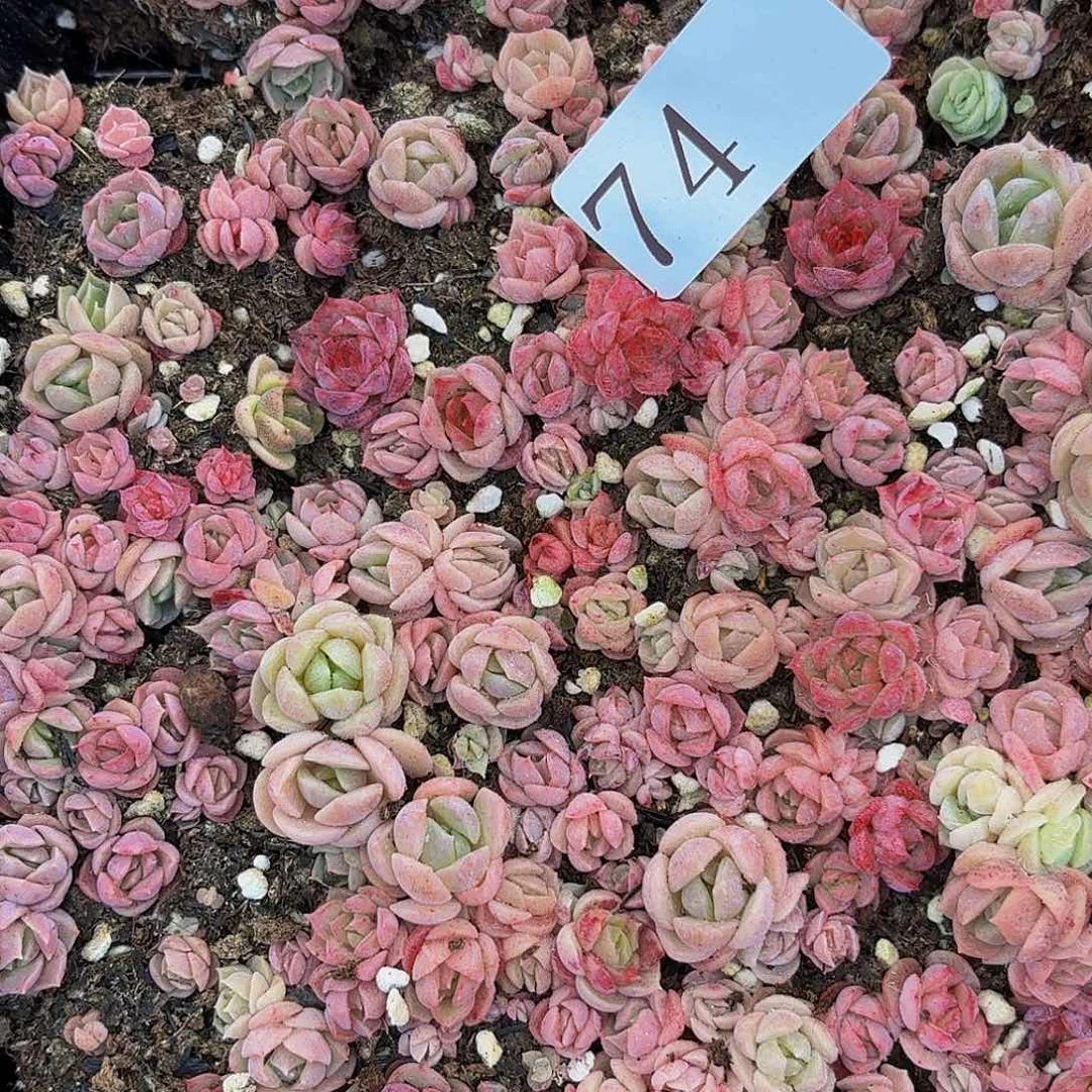 多肉植物多肉植物74