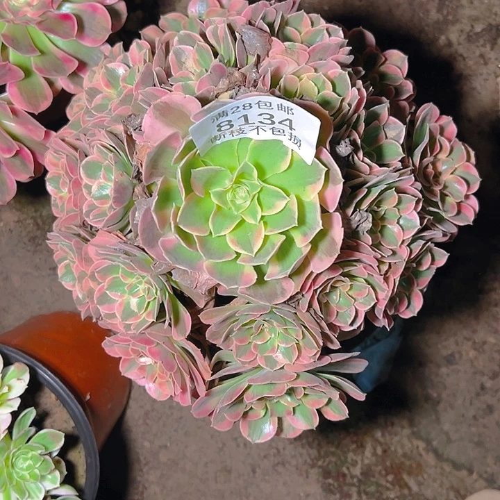 8134粉女郎多肉植物