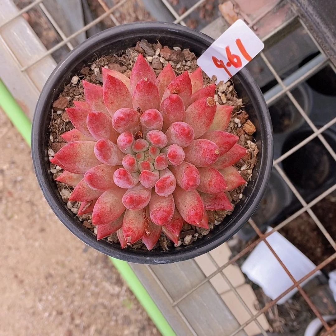 9-61- 一物一拍 微微瑕虞美人大单头一颗