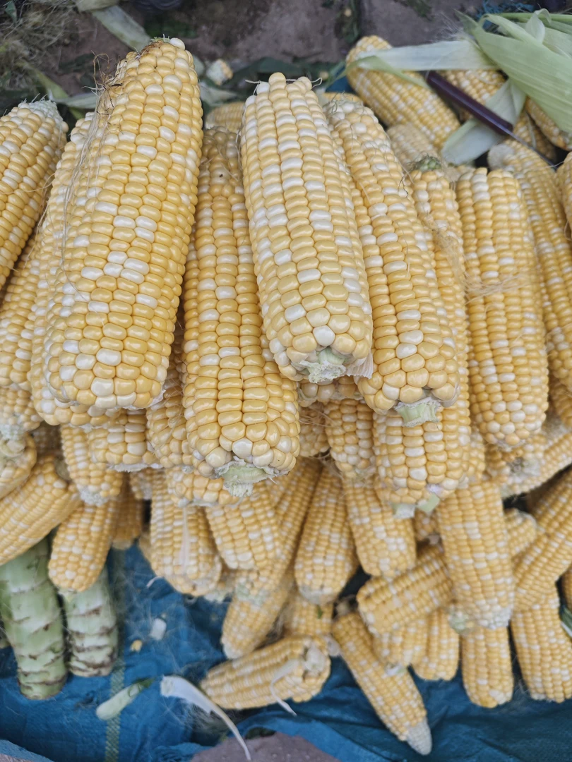 云南高山甜脆新鲜玉米