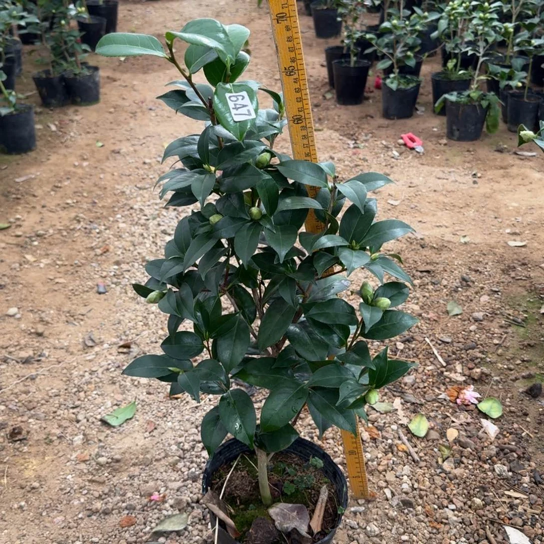 少量花朵（建议范围：2朵-5朵 或40%以下）647友之浦