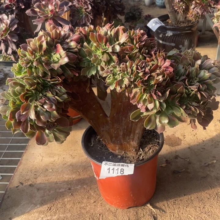 1118，多肉法师玫瑰缀包邮