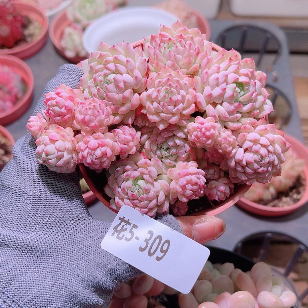 花05-309小粉莓群生