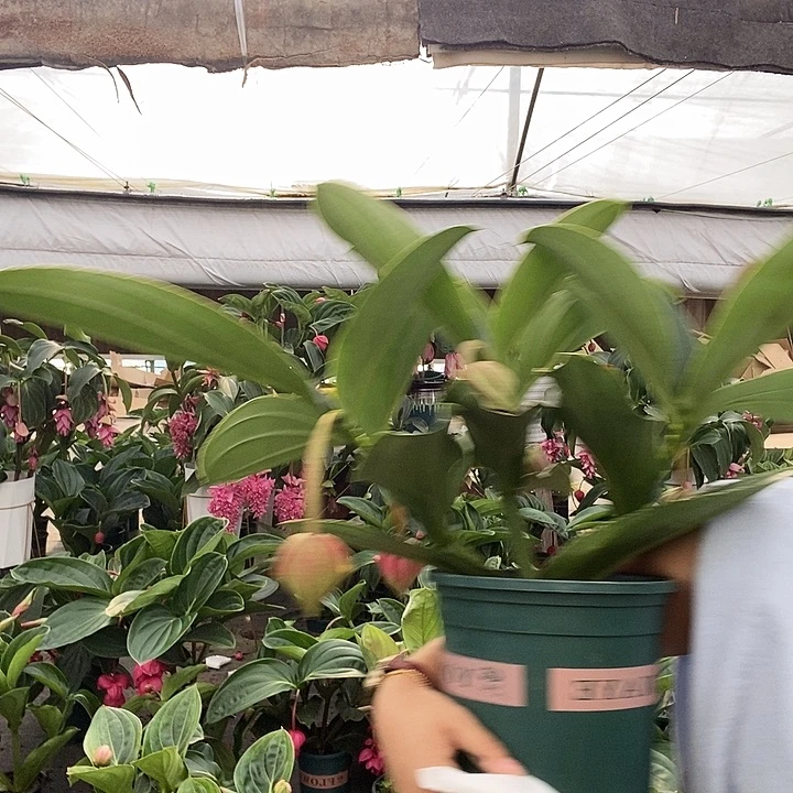 茶***香宝莲灯一物一拍一