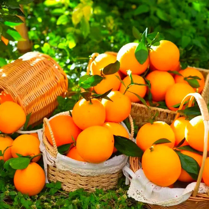 正宗赣南脐橙精品大果品质保证皮薄多汁营养丰富5斤/10斤精品大果