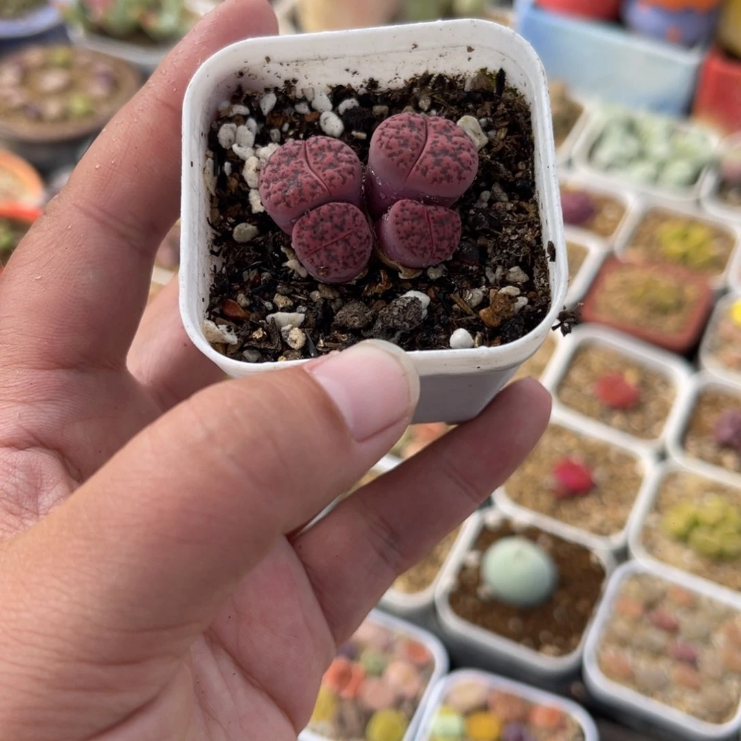 741多肉植物提取
