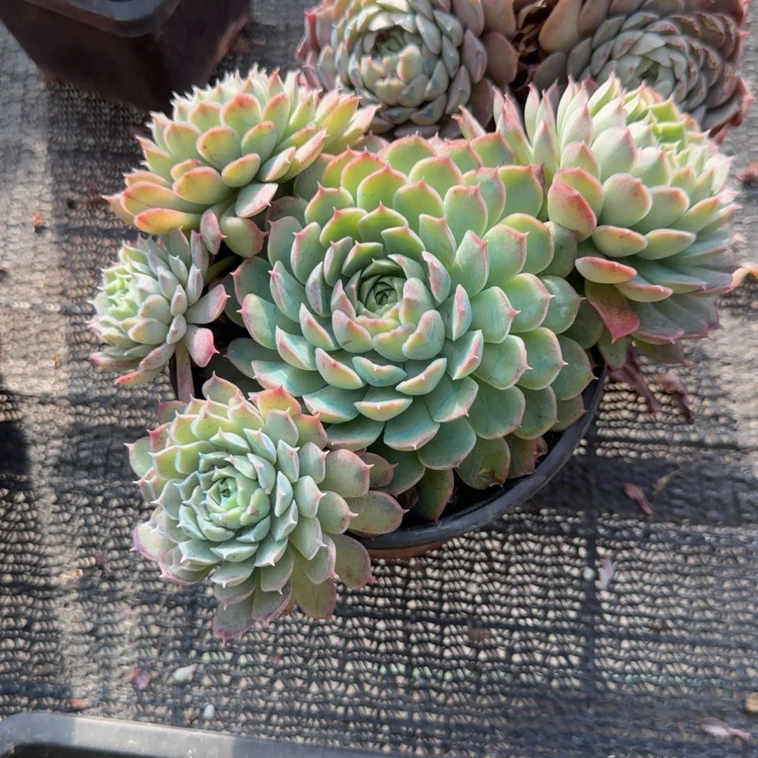 无花朵朱砂痣五头群