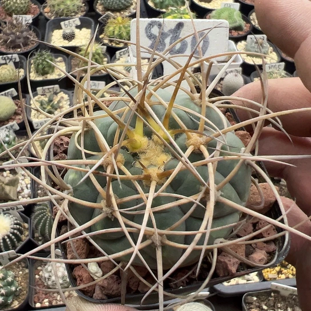 860光林玉实生哦哦哦哦