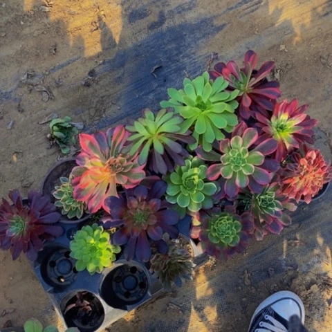 15个品种新桩多肉植物