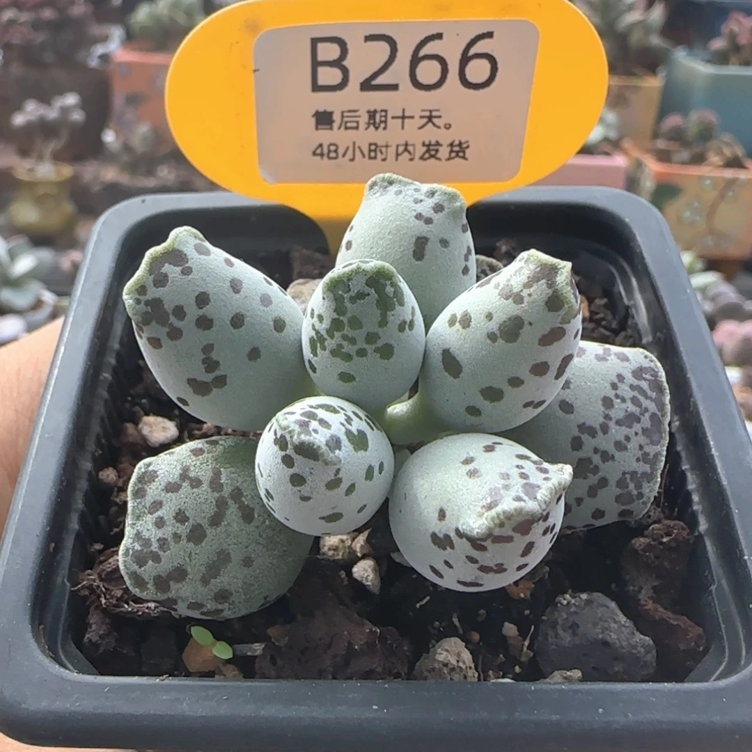 福利。     266。