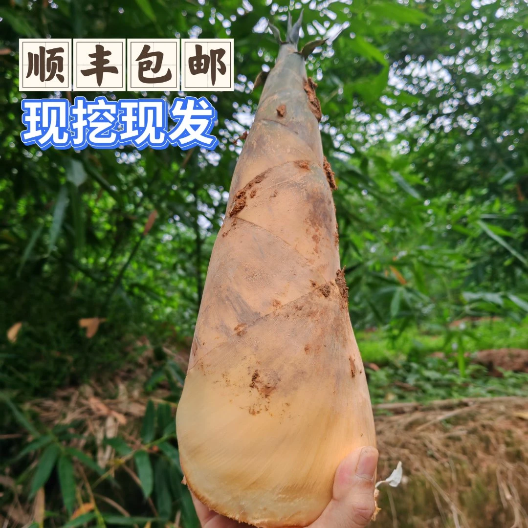 新鲜嫩笋埔田大头笋麻竹笋产地直发新鲜竹笋大竹笋