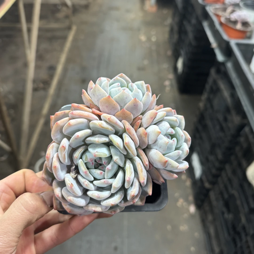 【任意两单包邮】橙梦露群阳台办公室庭院老桩盆栽多肉植物