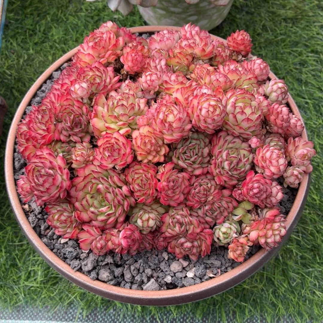 多肉植物 梦幻玫瑰-4