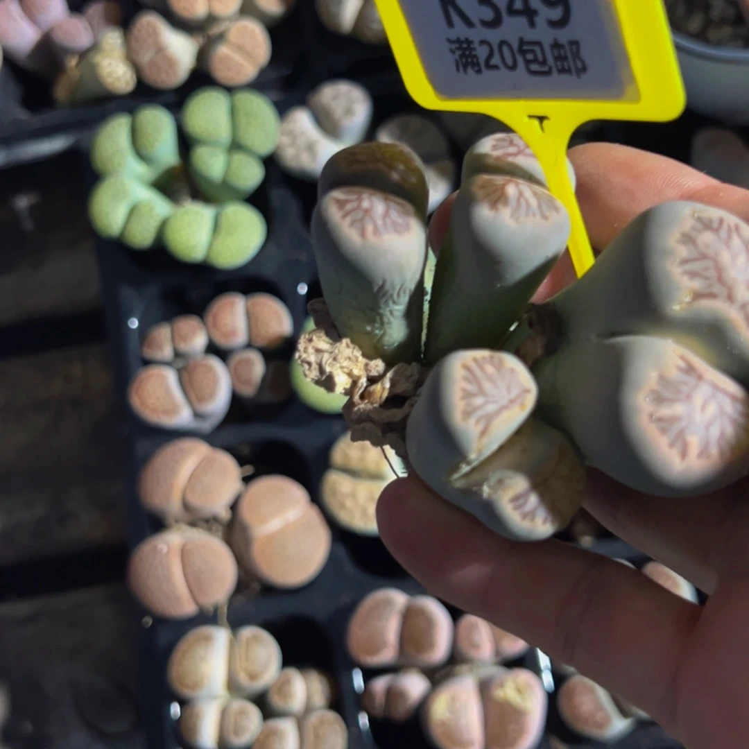 苗***～349 生石花大群生一物一拍