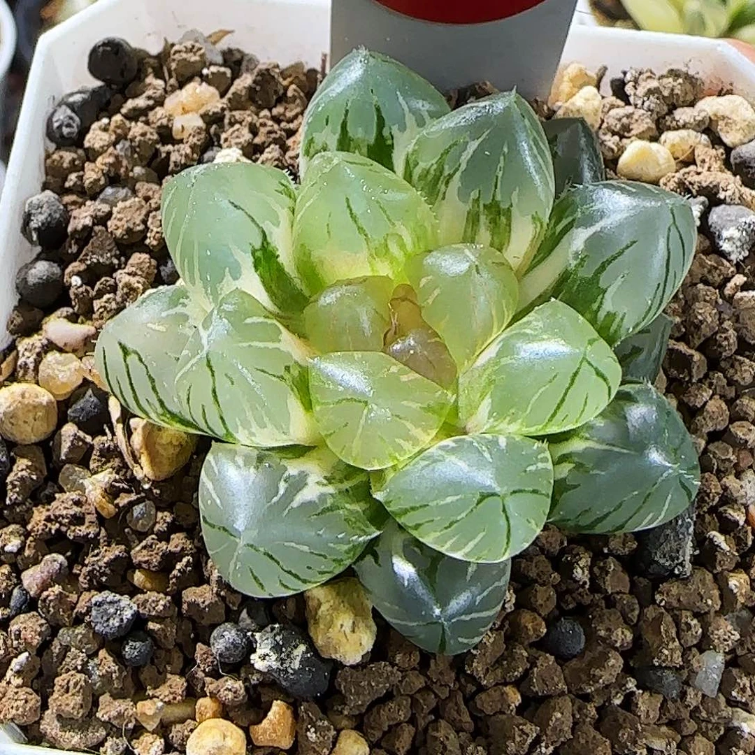 106号OM玉露锦 极上斑 4.6 厘米左右一物一拍带盆发货