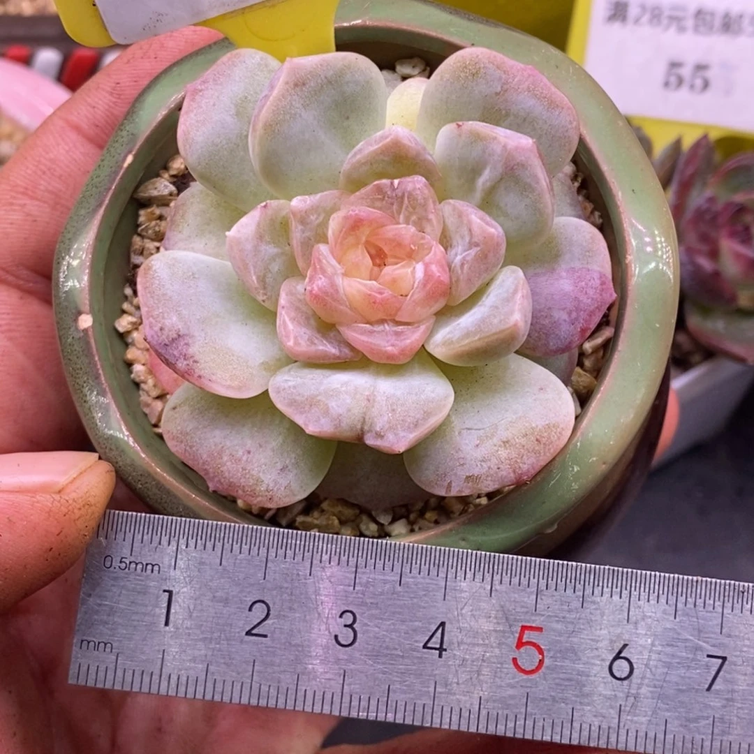 591泡影石化多肉……