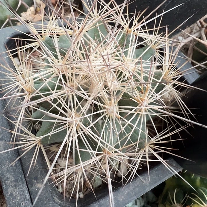 枪骑士。  苗接落地自根。