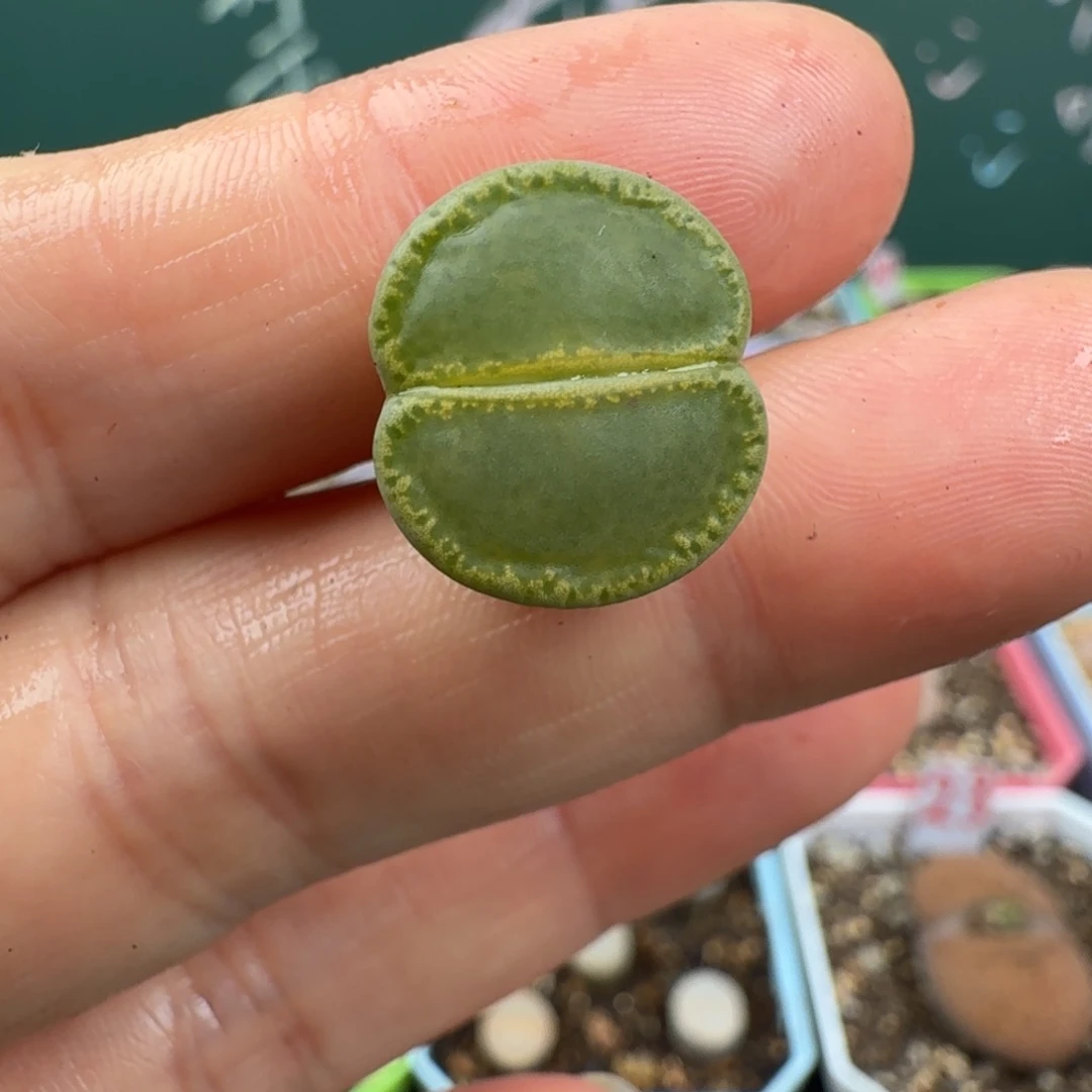 岛田绿帽子脱土发货25