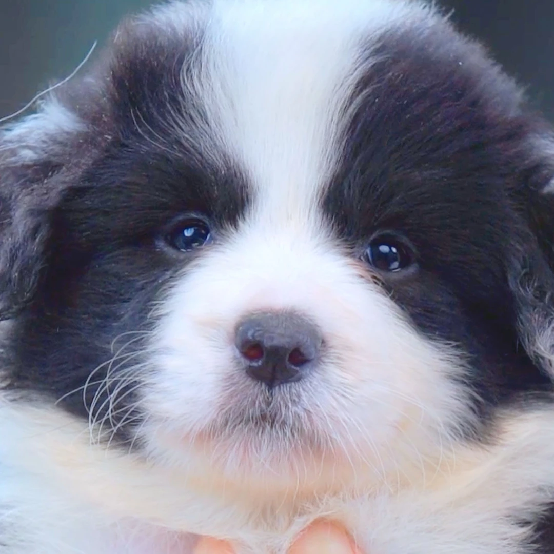 边境牧羊犬——黑白妹妹