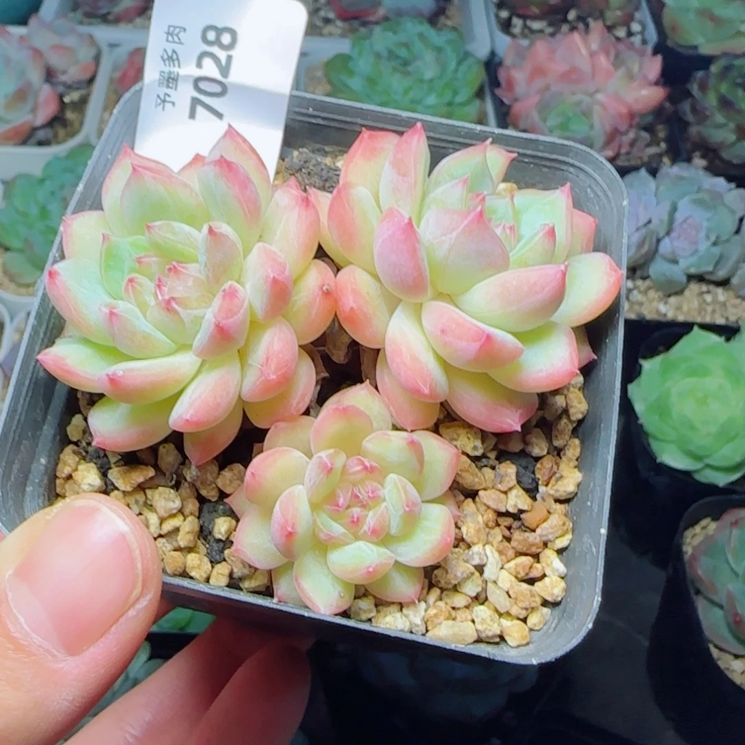 寒绯群，7028多肉植物
