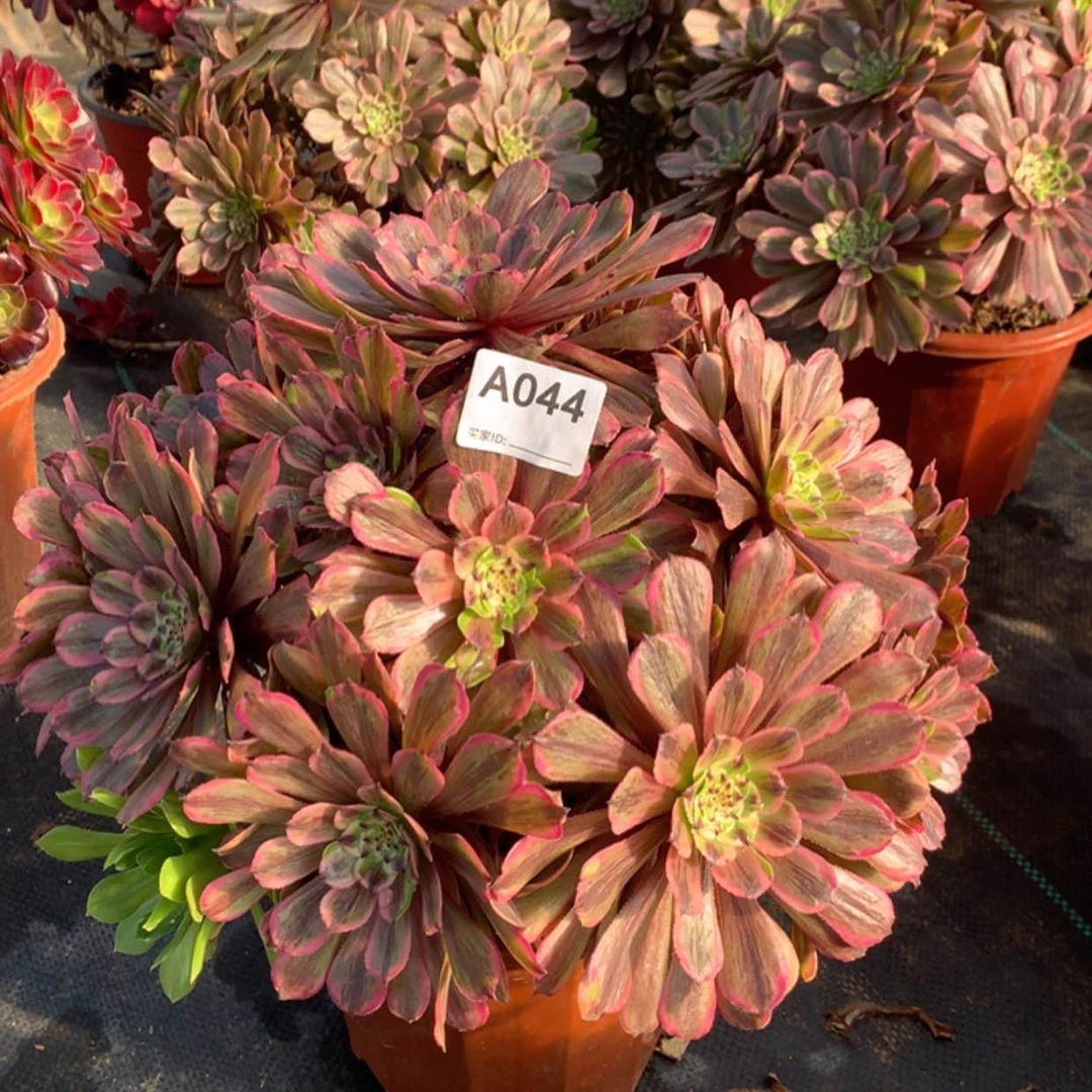 【闪购商品】43粉黛