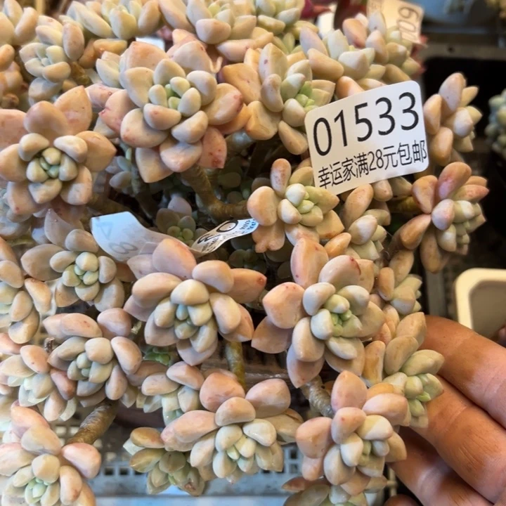 幸运儿的一句台词我