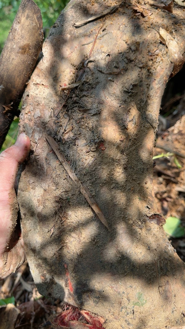 新鲜野生高年份鸡血藤