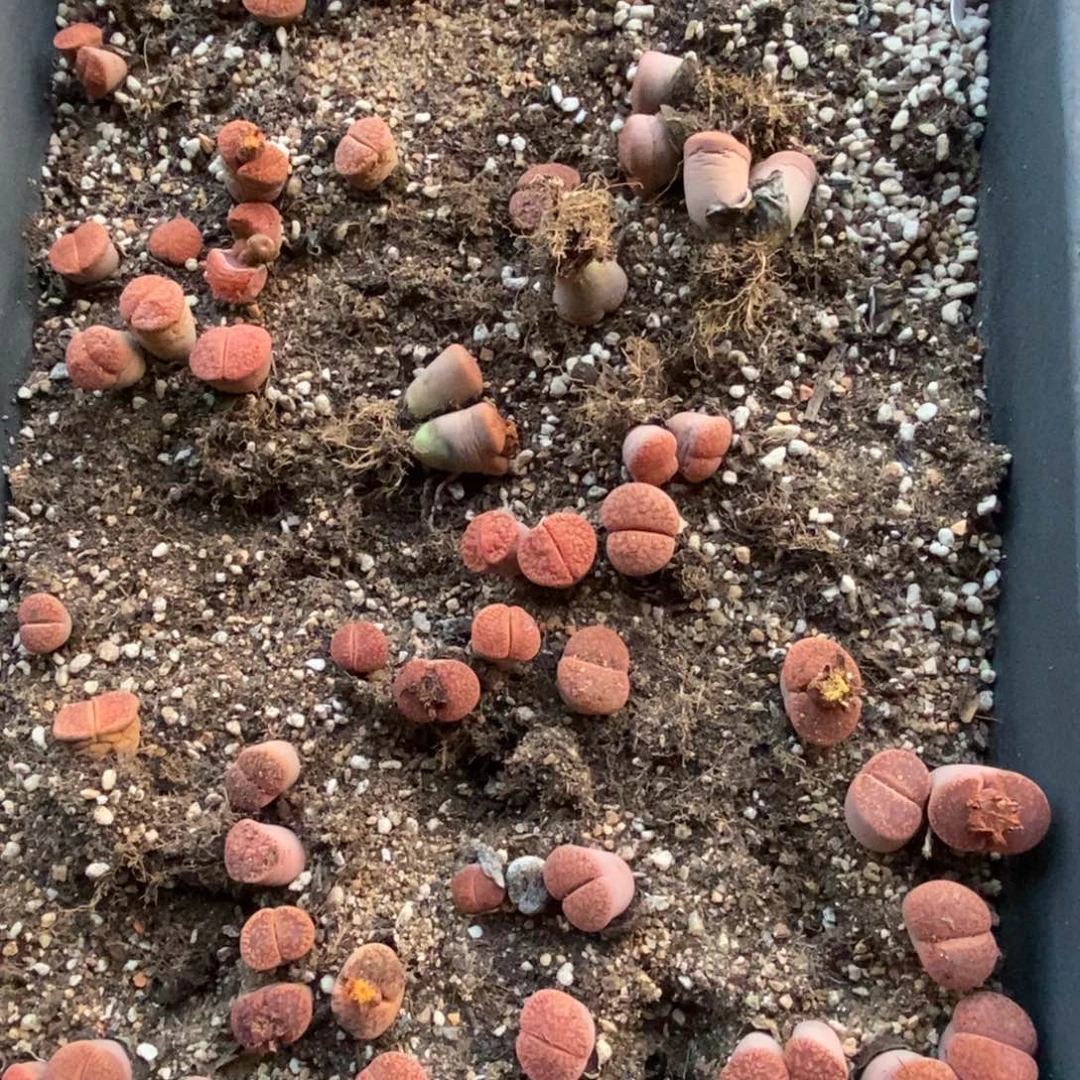 小***啵0235 赤阳玉脱土发货